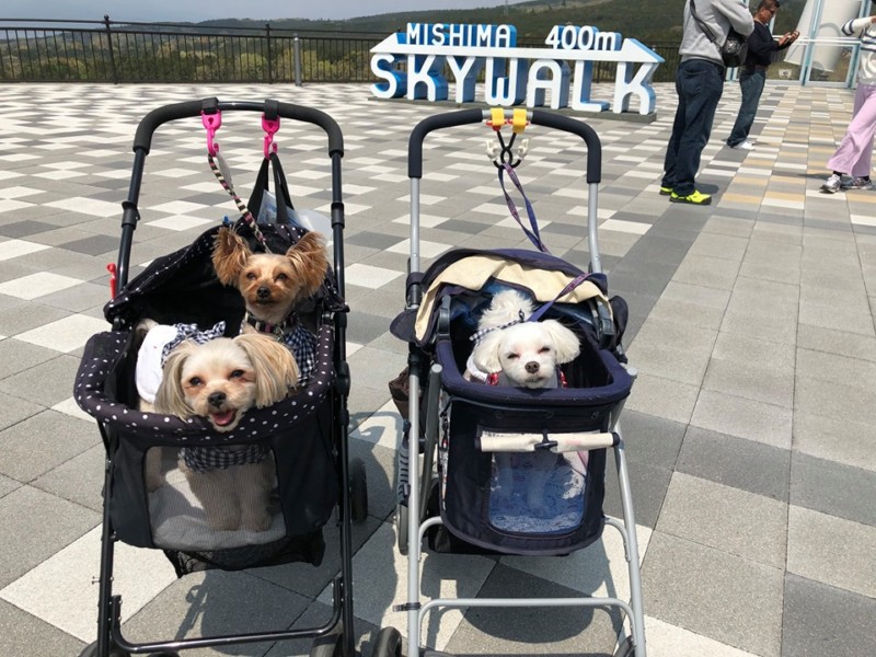 「三島スカイウォーク」へおでかけ！愛犬と旅行！